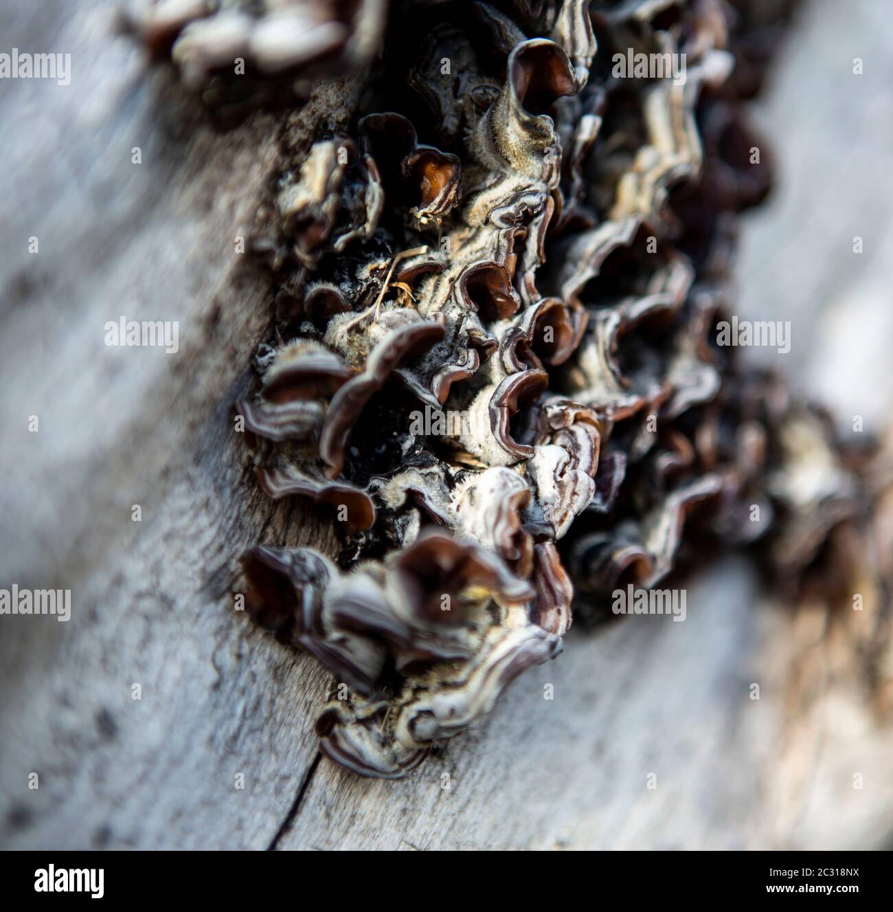 Tree Bark Fungus in Detail Stock Photo Alamy