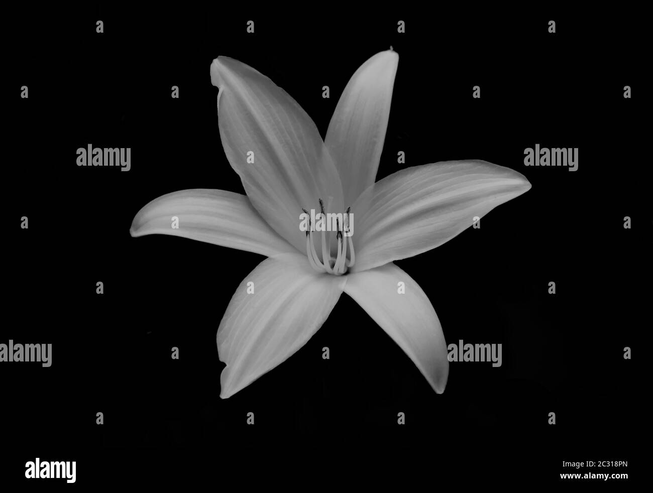Lily flower in black and white Stock Photo - Alamy