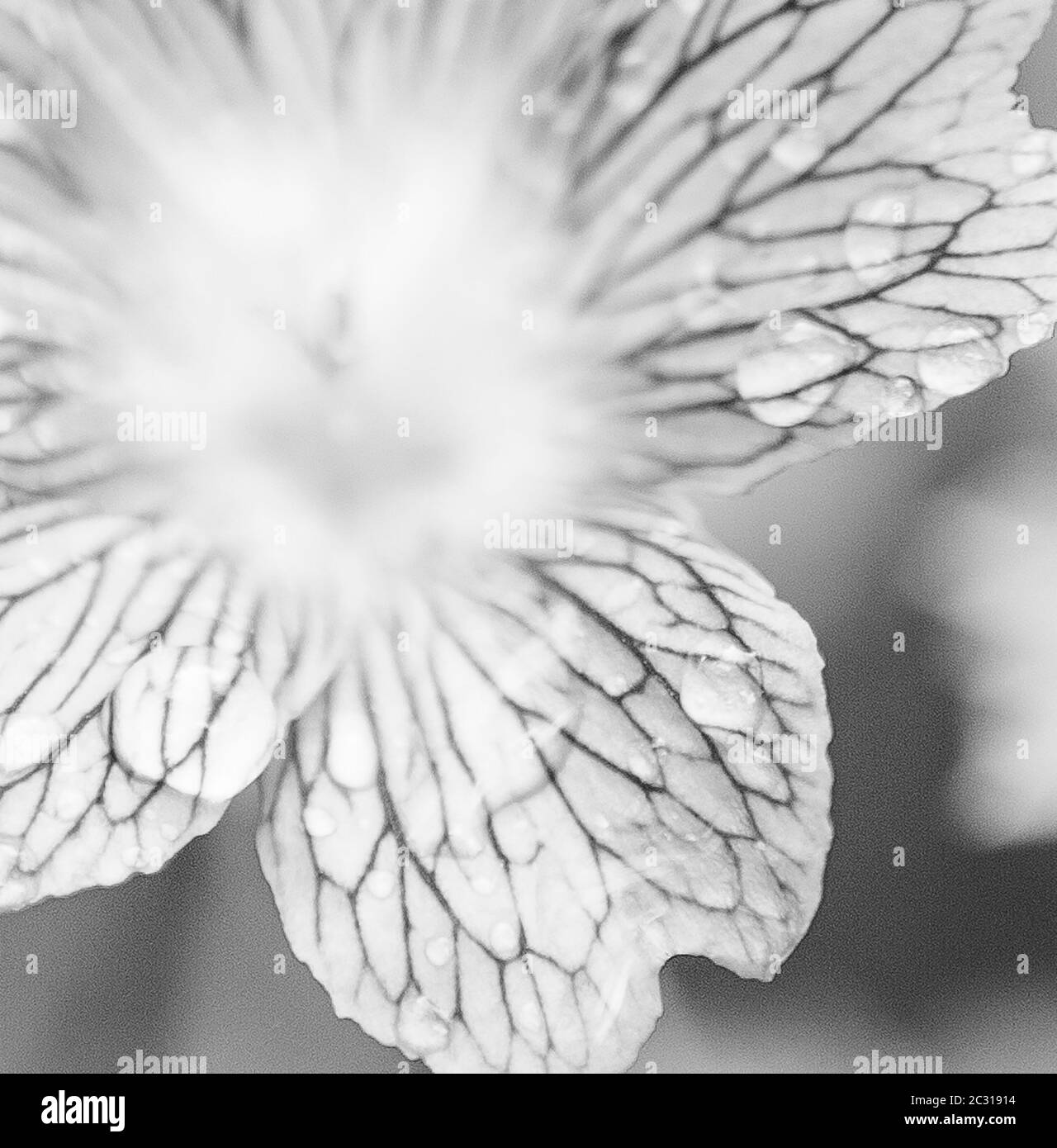 Pretty white flower blooming Black and White Stock Photos & Images - Alamy