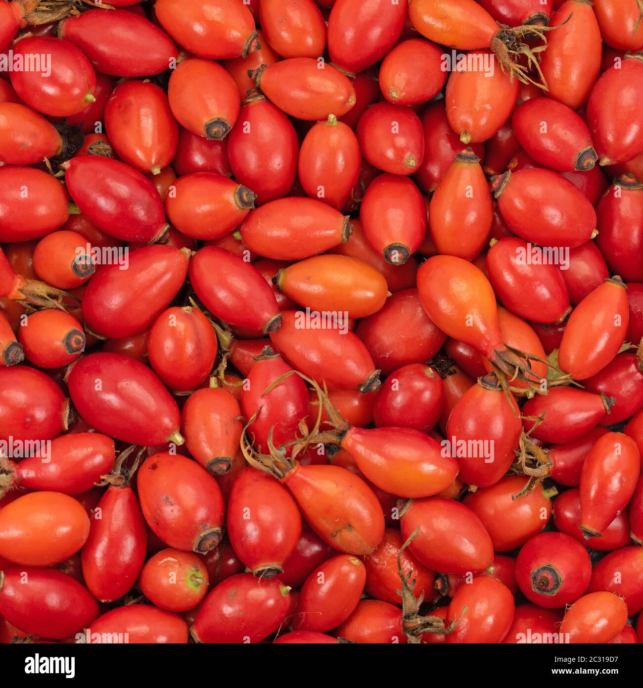 Ripe harvested rose hips in a close-up Stock Photo