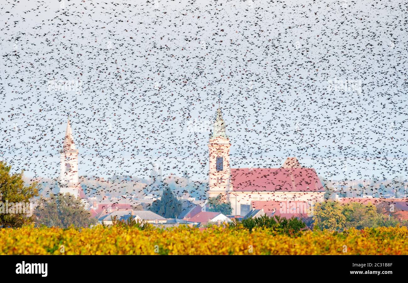 flock of starlings at city of rust at lake neusiedl Stock Photo - Alamy