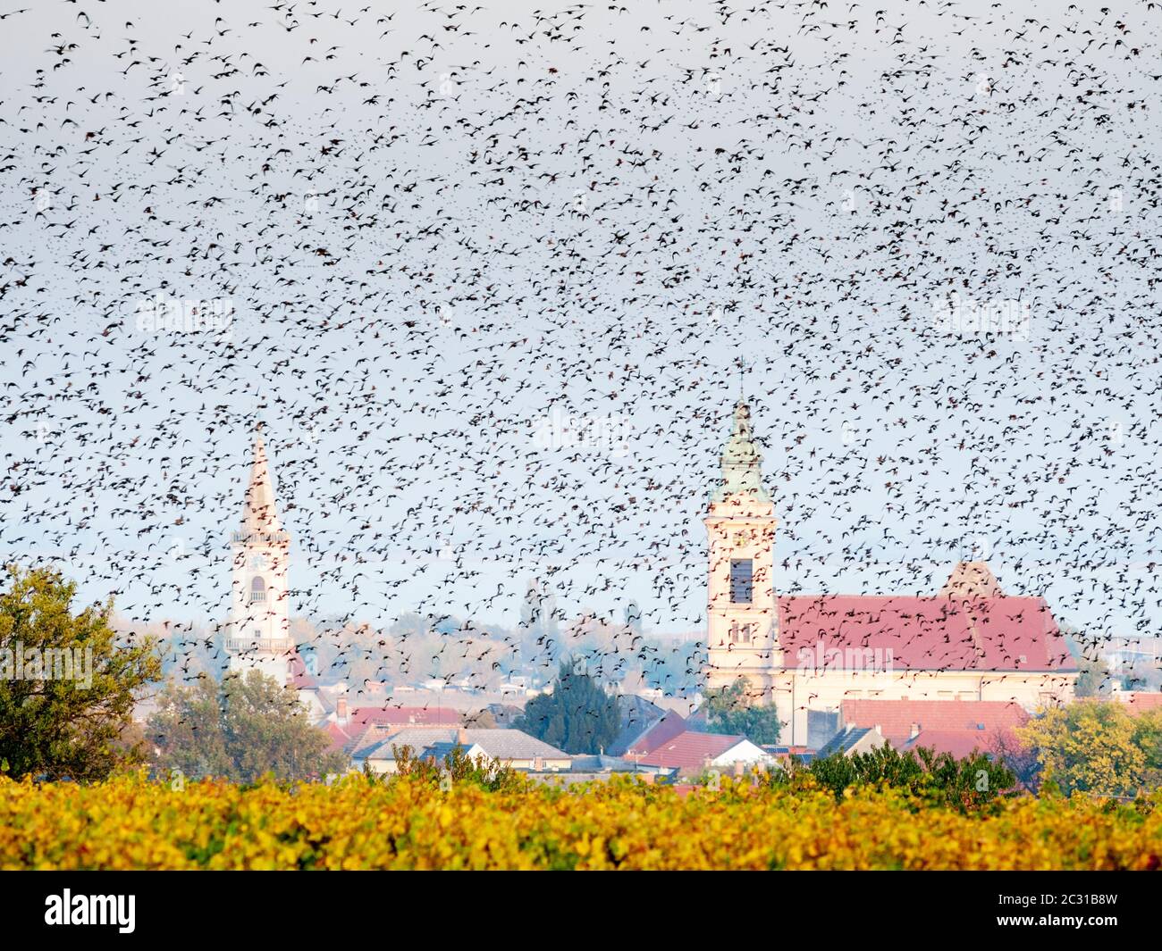 flock of starlings at city of rust at lake neusiedl Stock Photo - Alamy