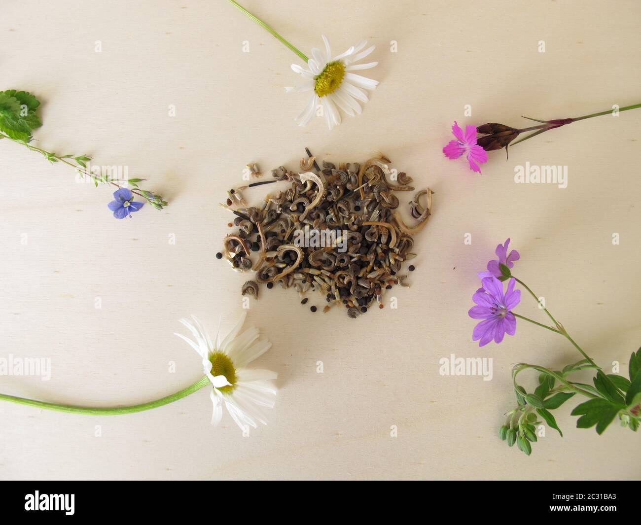 Bee friendly seed mixture and wildflowers for wild bees and other insects Stock Photo