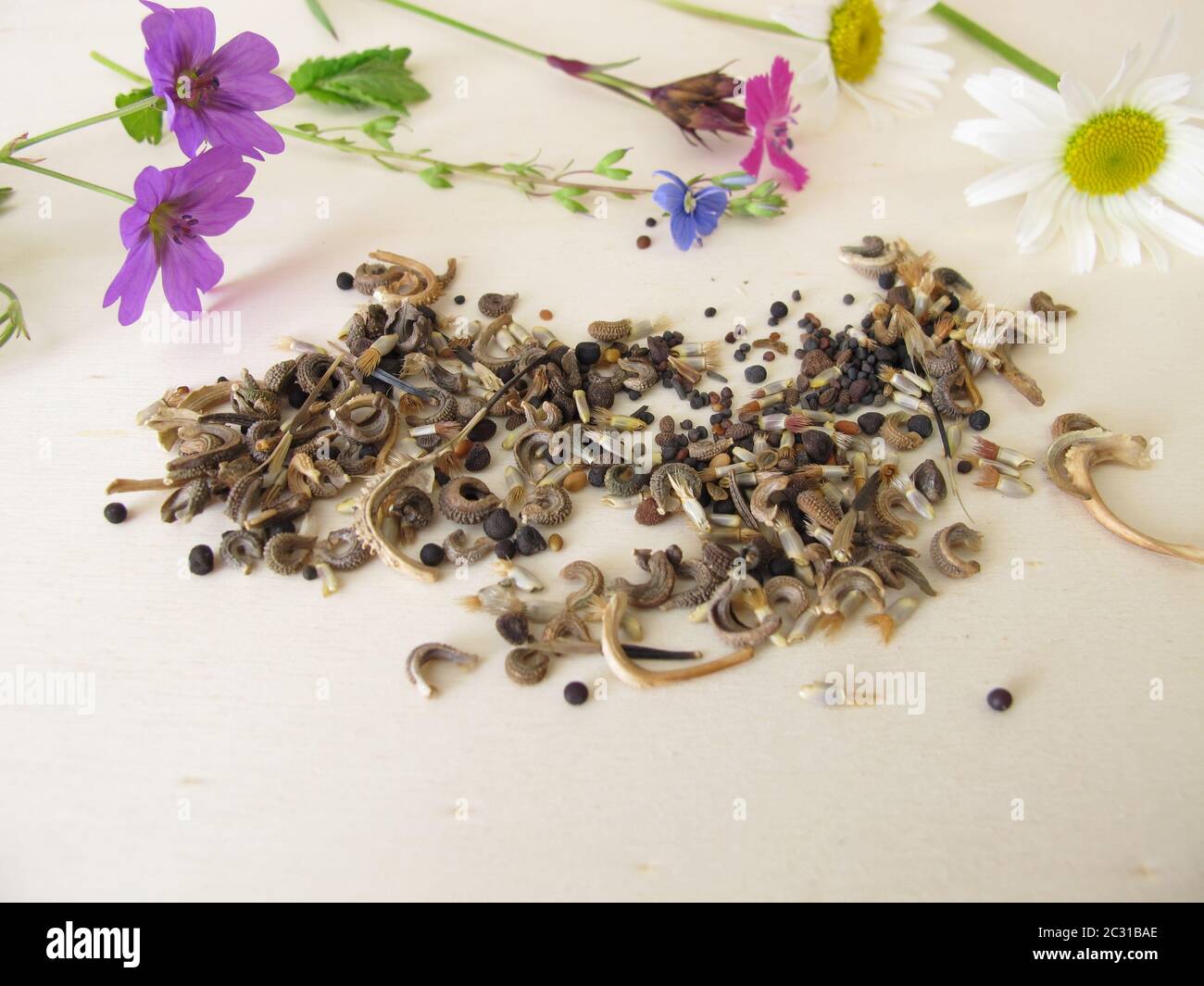 Bee friendly seed mixture and wildflowers for wild bees and other insects Stock Photo