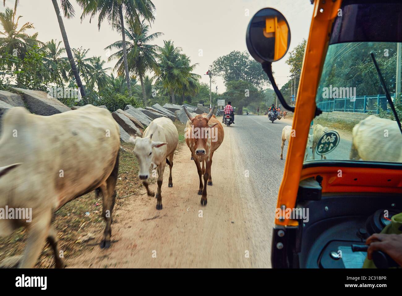 Indian man with cows hi-res stock photography and images - Alamy
