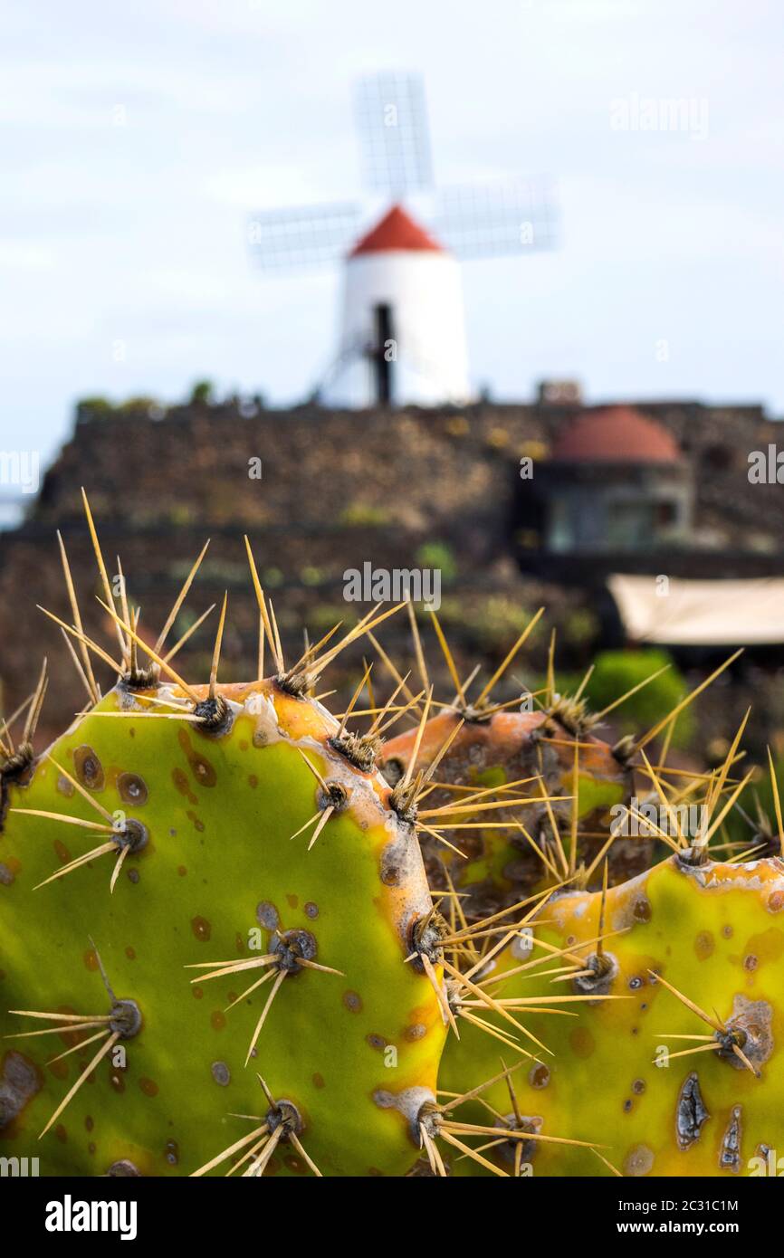 Spain, Canary Islands on Lanzarote - Cactus garden in Guatiza by CÃ©sar Manrique Stock Photo