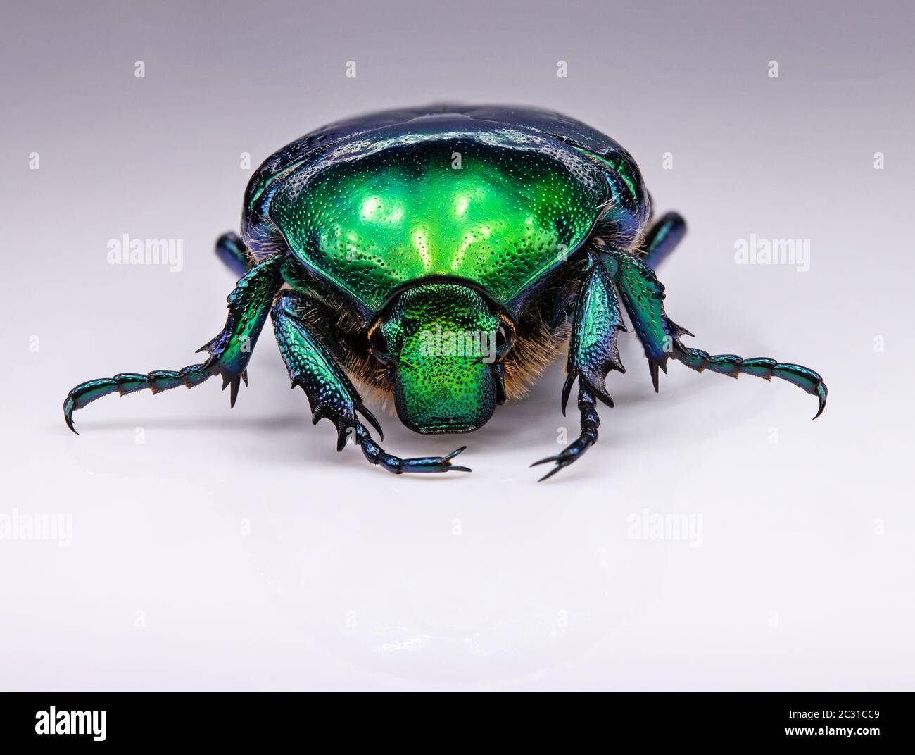 green bronze beetle on a white background Stock Photo Alamy