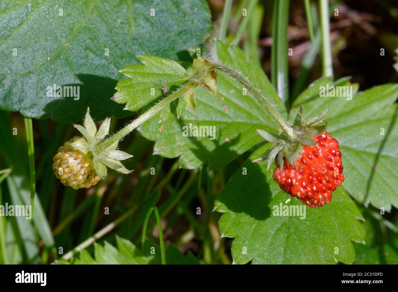 Wild Strawberry - Fragaria vesca  Fruit and leaf Stock Photo