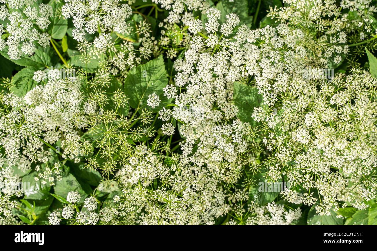Queen Anne’s Lace bloom in summer wildflower garden. Stock Photo
