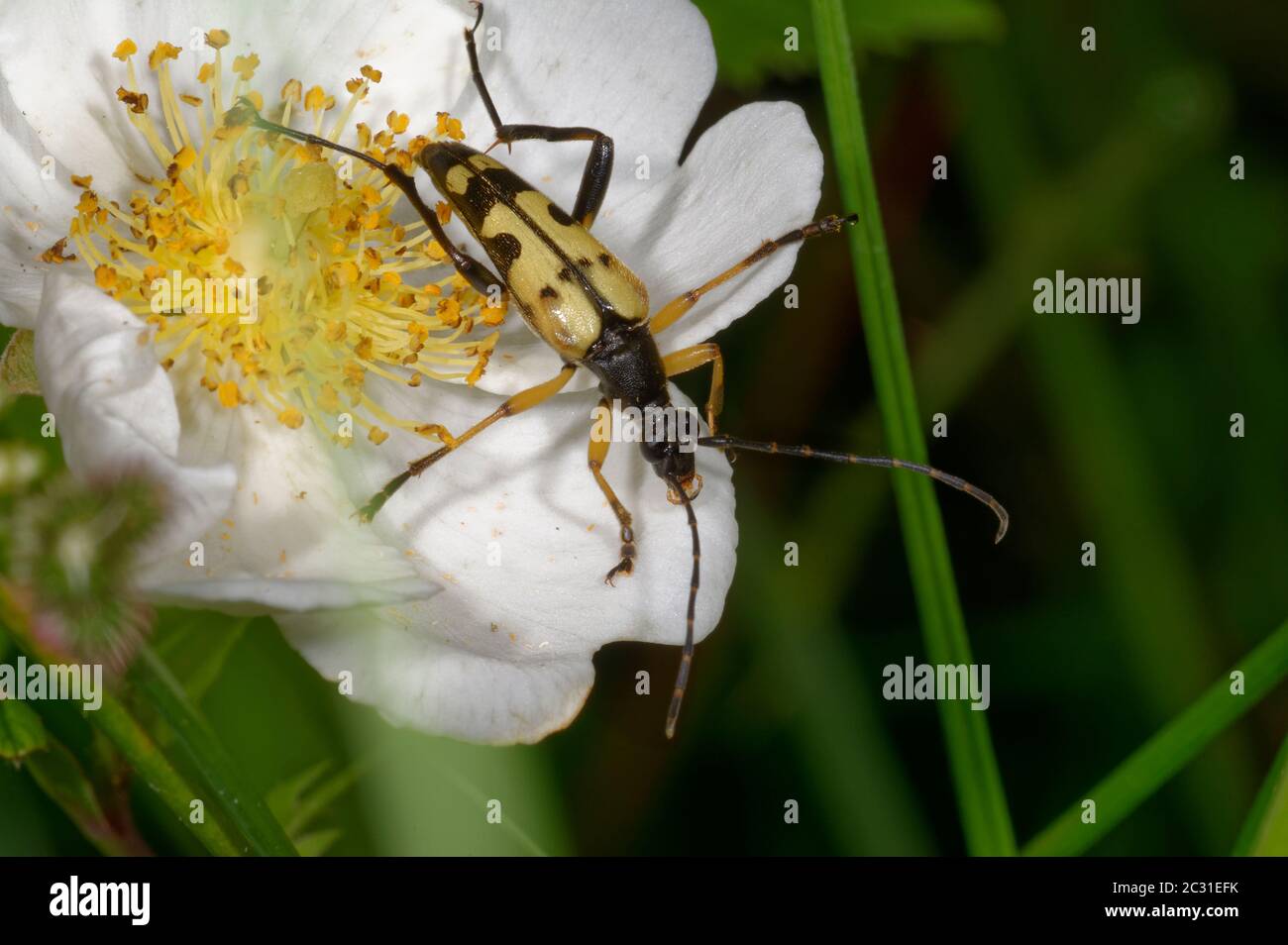 Black and Yellow Longhorn Beetle - Strangalia maculata, on bramble flower Stock Photo