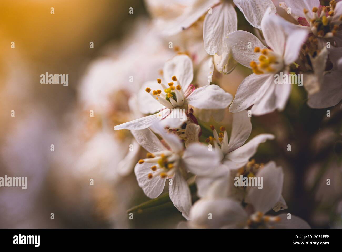 Apple Tree Blossom close up Stock Photo