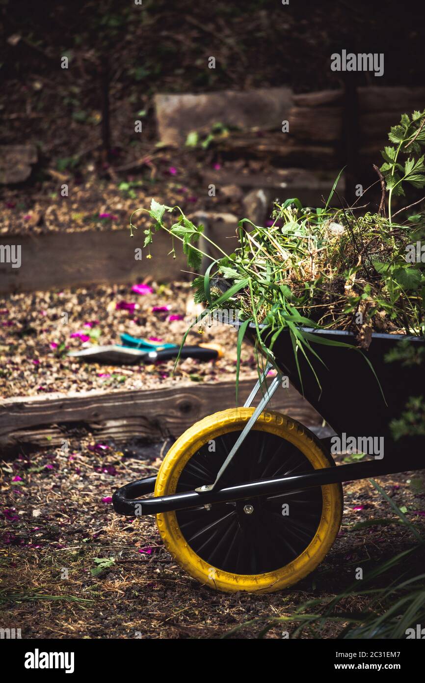 A wheel barrow filled with garden weeds spilling over the edges stood in front of steps with secateurs in the background. Stock Photo
