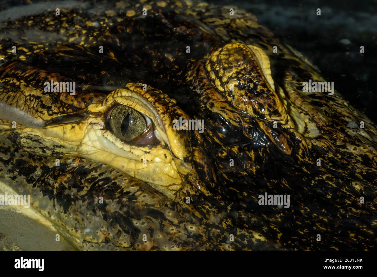America alligator (Alligator mississippiensis) Captive. Native to southeastern USA, Reptilia reptile zoo, Vaughan, Ontario, Canada Stock Photo