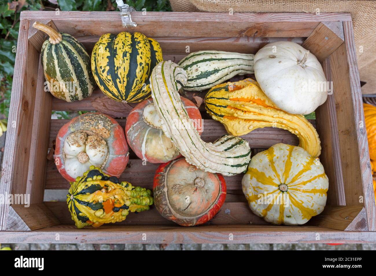 Decorative pumpkins in box hi-res stock photography and images - Alamy