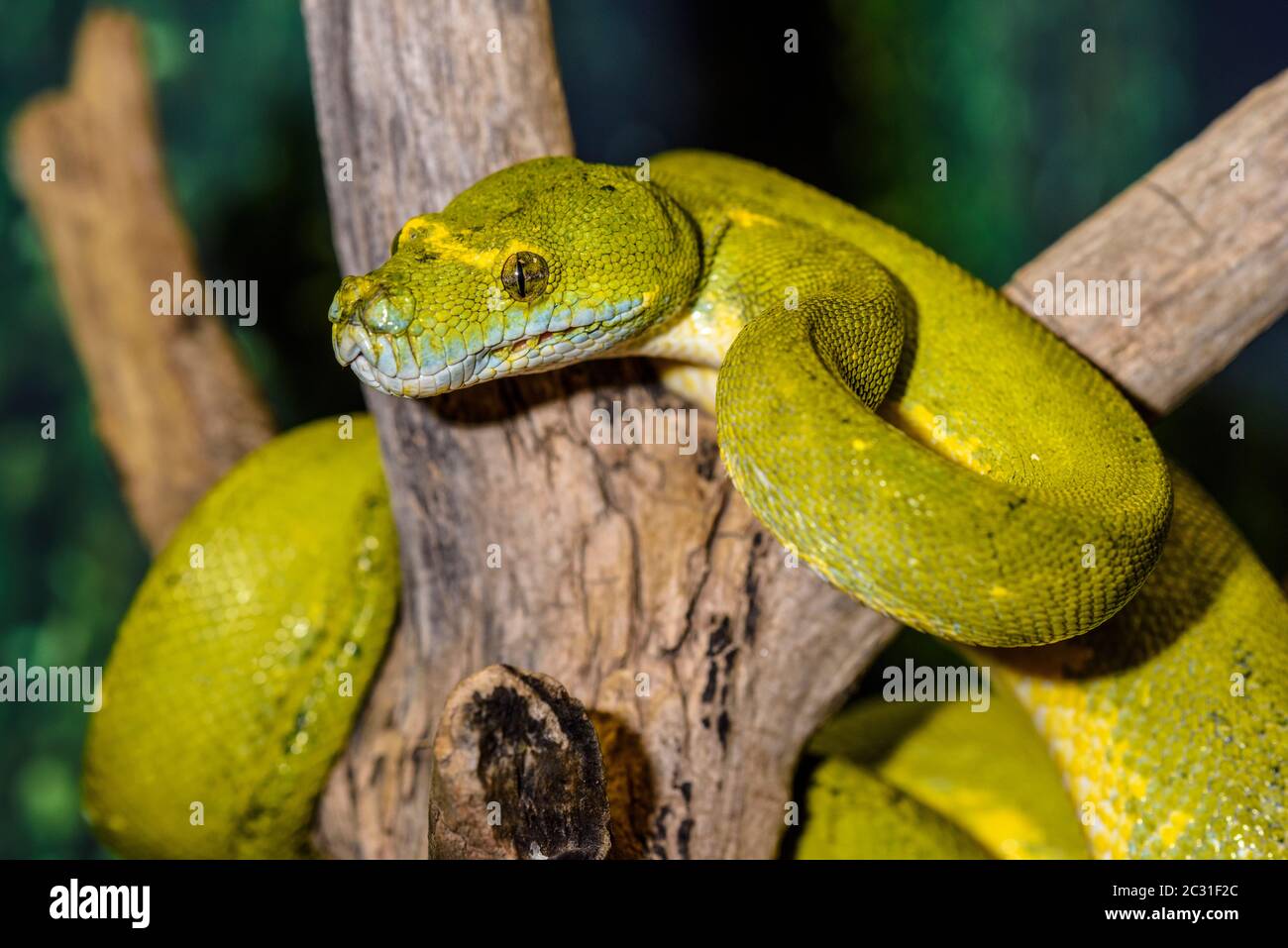 Green Tree Python (Morelia viridis) Captive. Native to Australia, Indonesia, New Guinea, Reptilia reptile zoo, Vaughan, Ontario, Canada Stock Photo