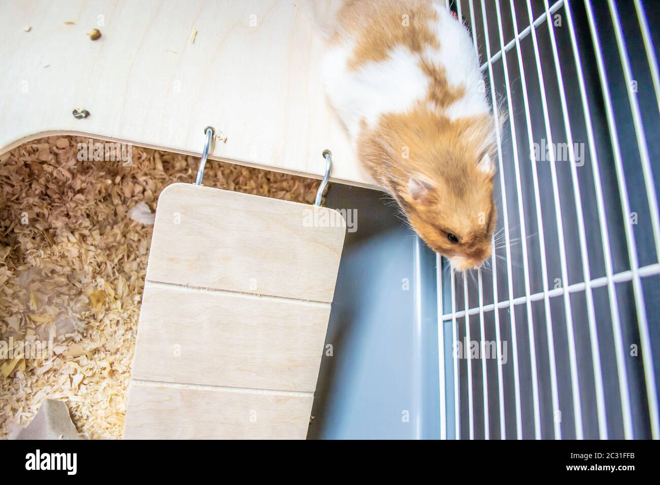 Image showcasing Syrian hamster in hamster cage Stock Photo - Alamy