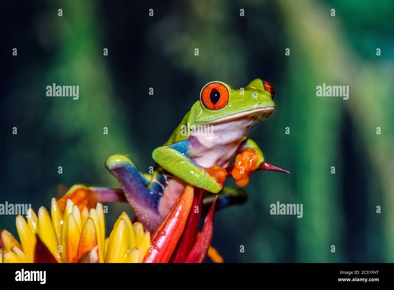 Redeyed Tree Frog (Agalychnis callidryas) Captive. Native to neotropical rainforests, Reptilia
