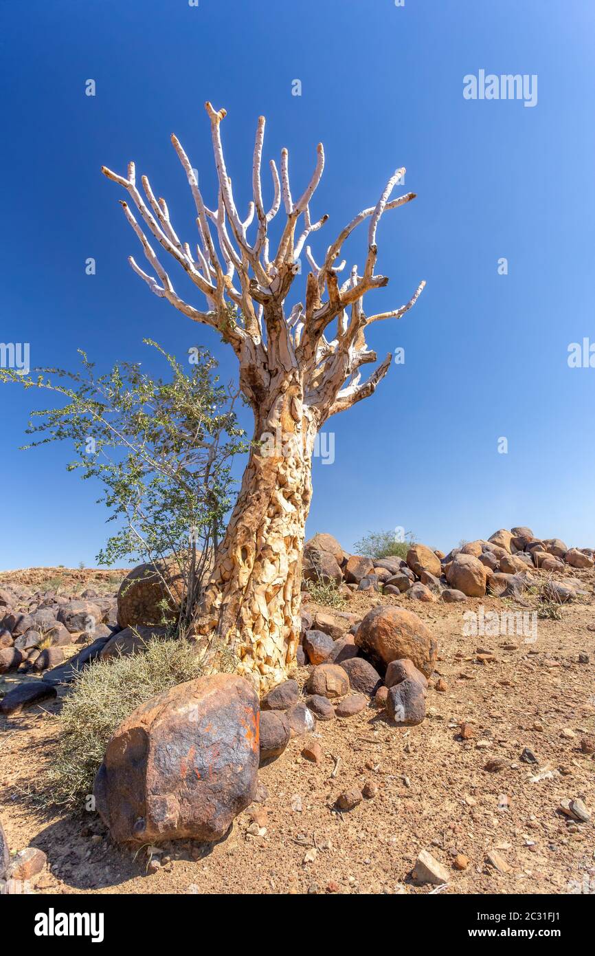 Aloidendron dichotomum, Aloe dichotoma, the quiver tree or kokerboom, species of succulent plant, indigenous to Southern Africa, and parts of Southern Stock Photo