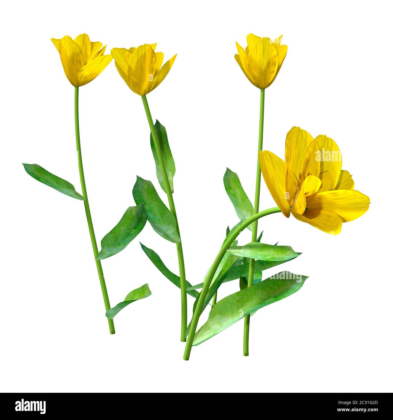 3D illustration of tulip flowers isolated on white background Stock ...