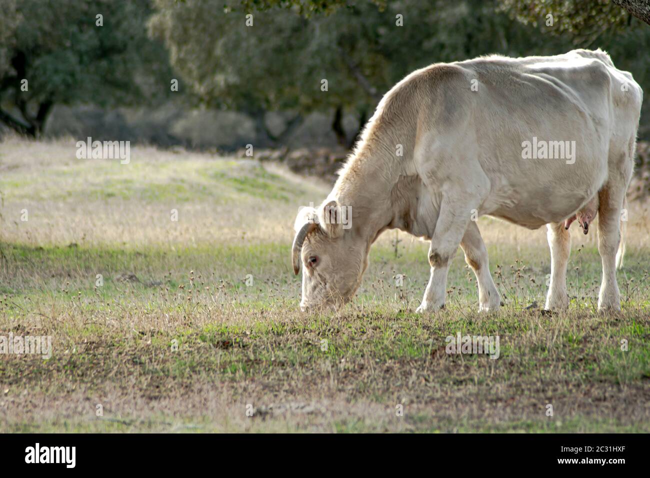 cow grazing in a field of a farm in the autumn time Stock Photo - Alamy