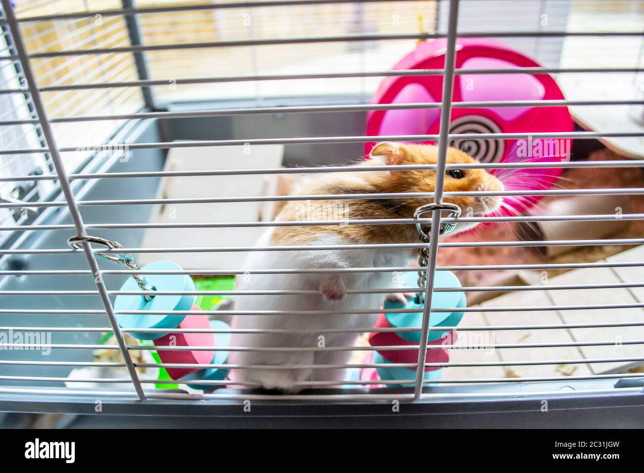 Syrian hamster in hamster cage Stock Photo Alamy