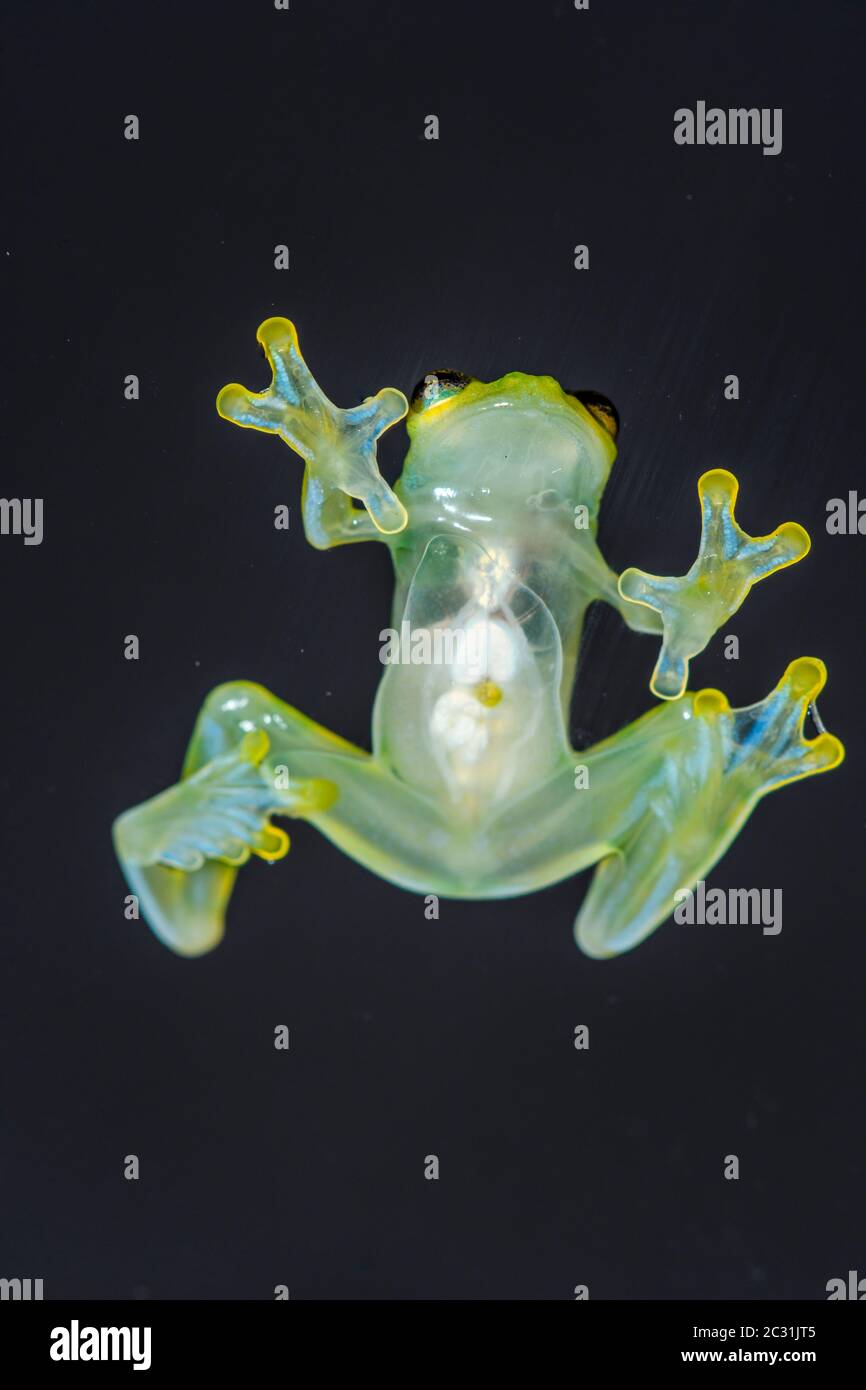 La Palma Glass Frog - Hyalinobactrachium valerioi, Captive raised, Understory Enterprises, Native to: Costa Rica Stock Photo