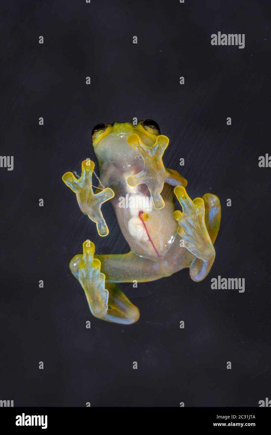 La Palma Glass Frog - Hyalinobactrachium valerioi, Captive raised, Understory Enterprises, Native to: Costa Rica Stock Photo