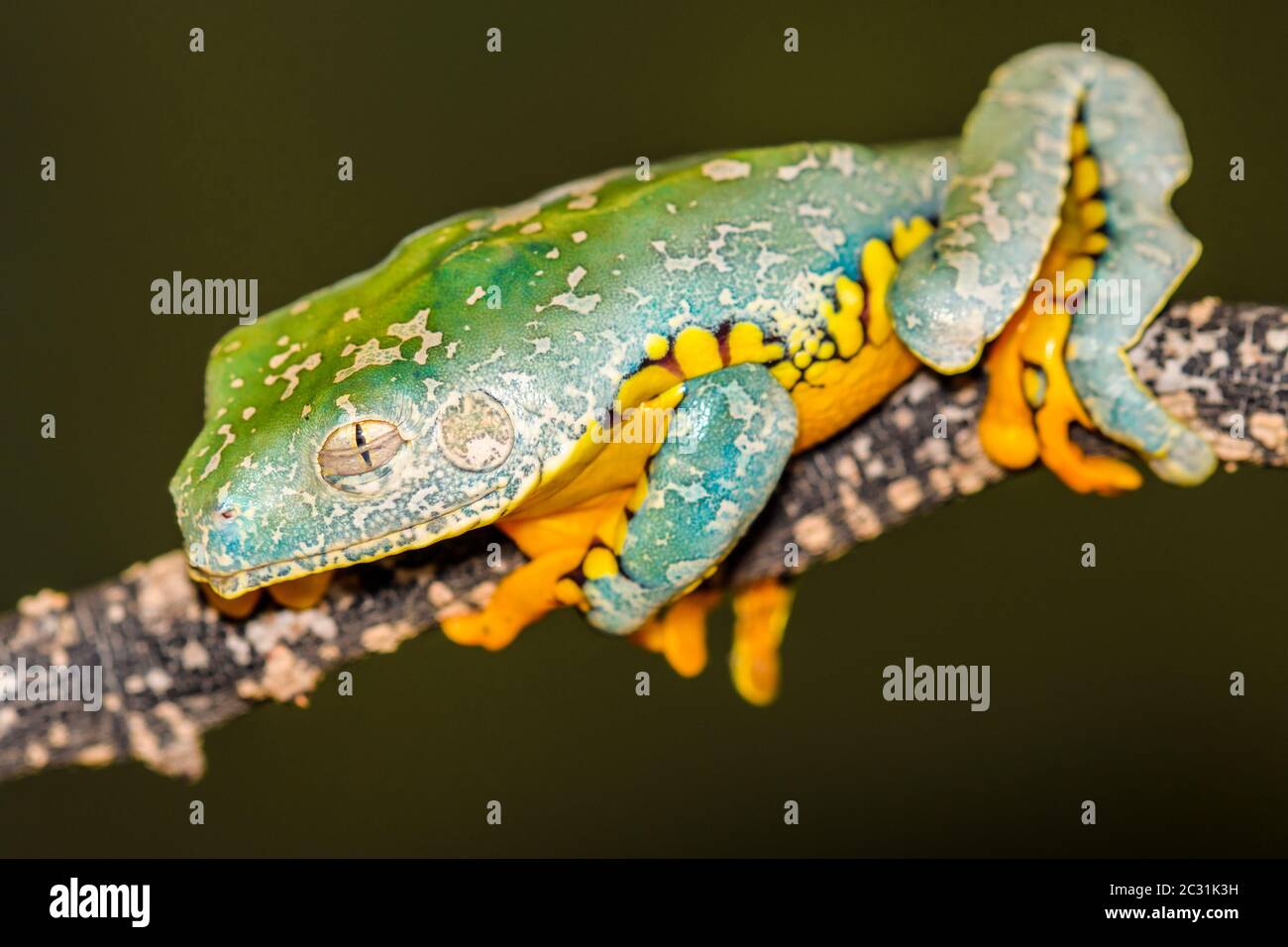 Fringed Leaf Frog (Cruziohyla craspedopus), Captive raised, Understory Enterprises, Native to Amazonian lowlands in South America Stock Photo