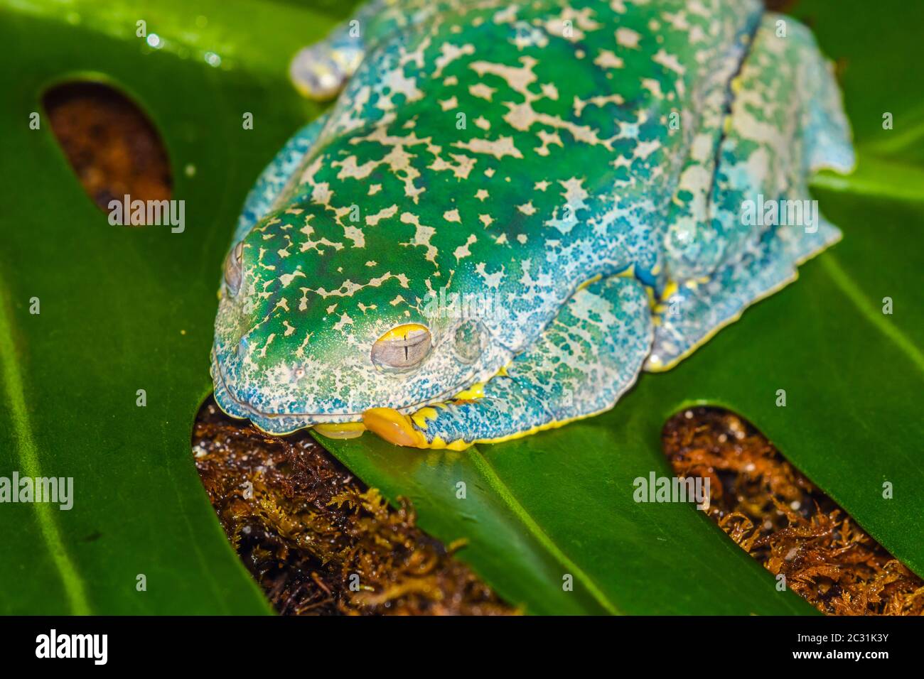 Fringed Leaf Frog (Cruziohyla craspedopus), Captive raised, Understory Enterprises, Native to Amazonian lowlands in South America Stock Photo