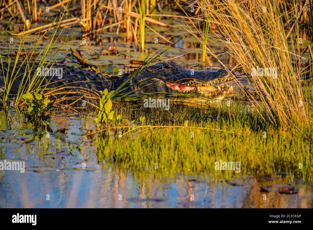 American alligator (Alligator mississipiensis) basking, St. Marks National Wildlife Refuge, Florida, USA Stock Photo