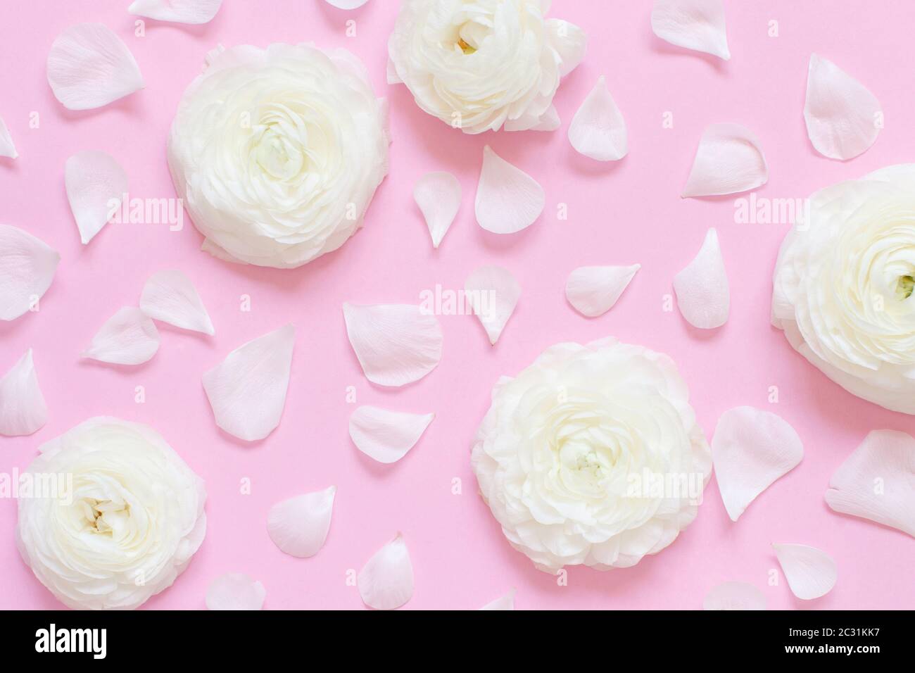 Cream ranunculus flowers and petals on a light pink background top view ...