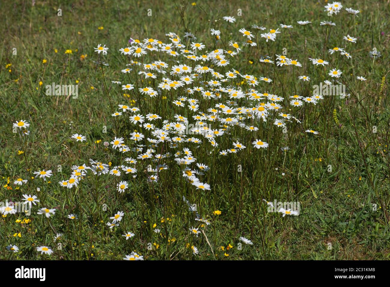 A small clump of ox-eye daisies (Leucanthemum vulgare), a common roadside plant in the UK and elsewhere. Stock Photo