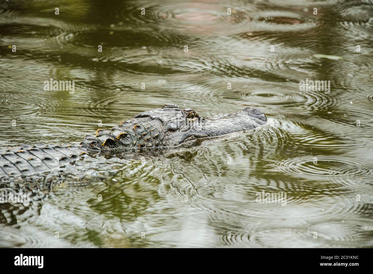 American alligator (Alligator mississipiensis), Smith Oaks Audubon rookery, High, Texas, USA Stock Photo