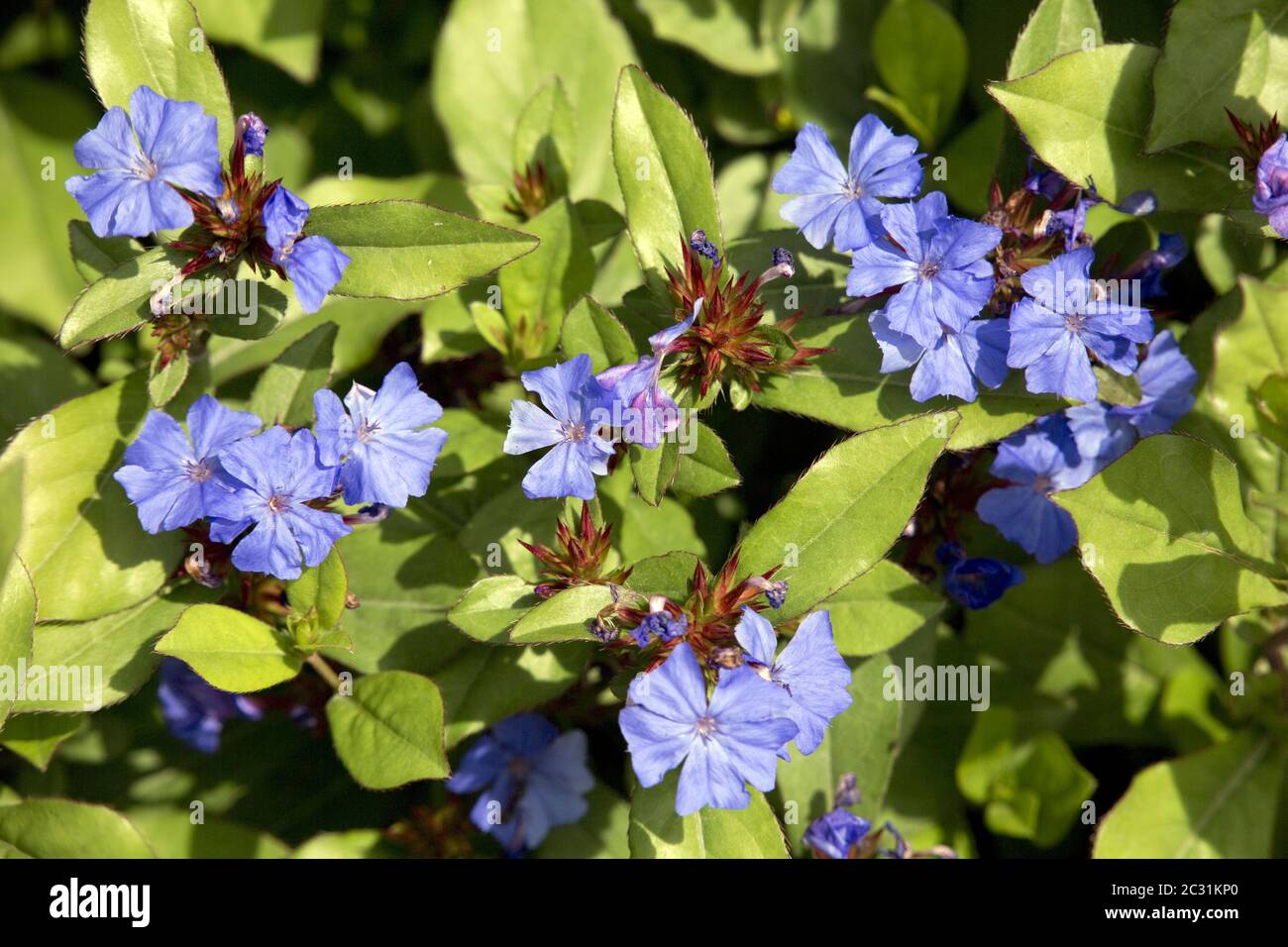 hardy blue-flowered leadwort (Ceratostigma plumbaginoides) in the botanical garden Stock Photo