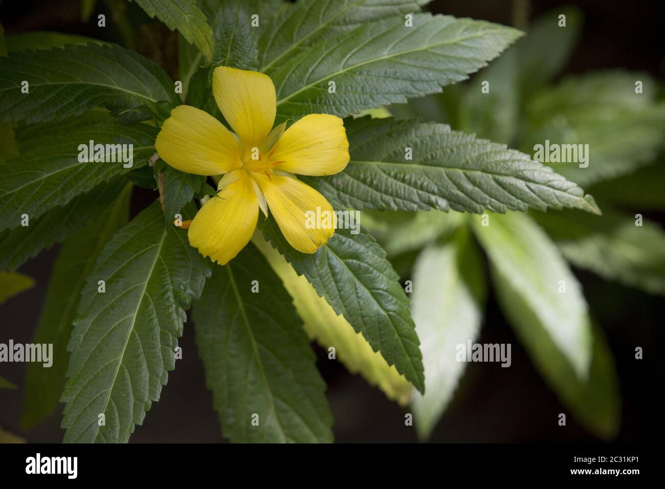 ramgoat dashalong or yellow alder (Turnera ulmifolia) in the botanical garden Stock Photo