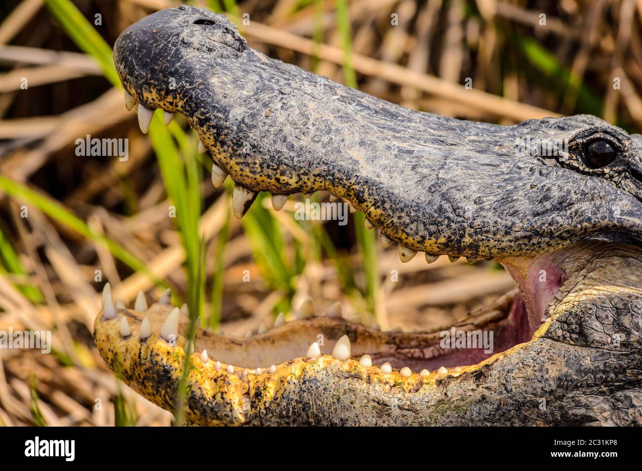 American alligator (Alligator mississipiensis), Leonabelle birding center, Port , Texas, USA Stock Photo