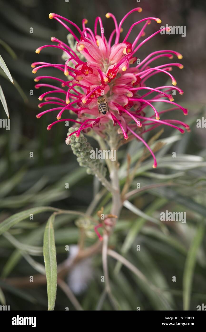 red silky oak, dwarf silky oak, Banks' grevillea, Byfield waratah