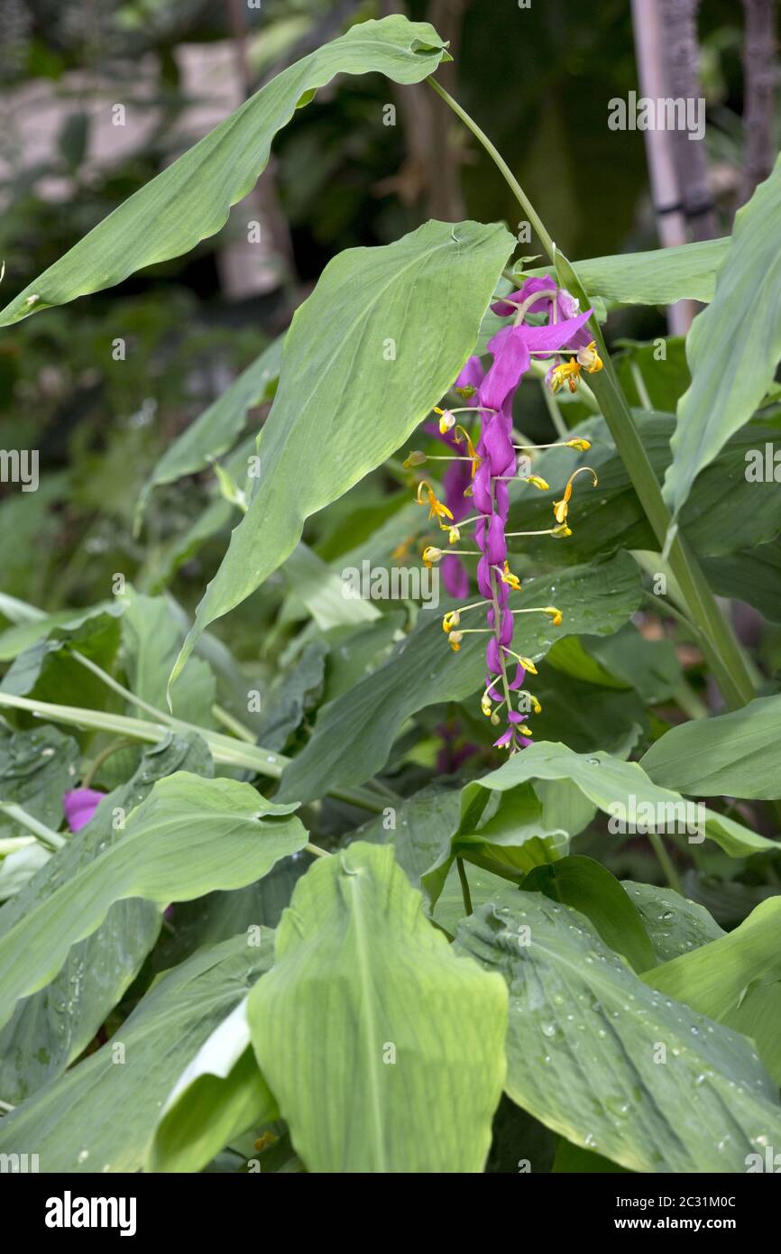 Habitus and inflorescence of Globba winitii in the botanical garden Stock Photo