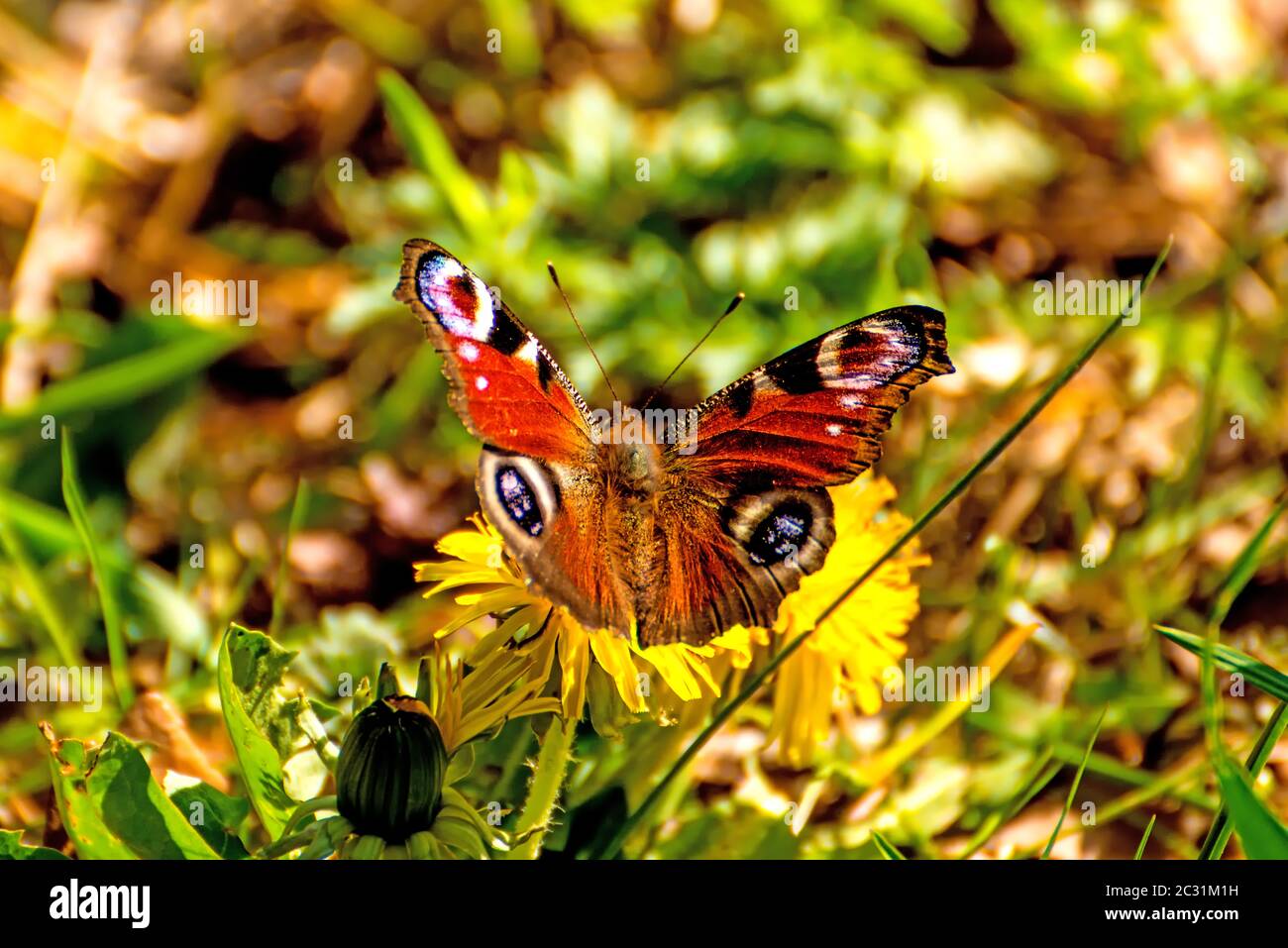 peacock butterfly on a dandelion flower Stock Photo - Alamy