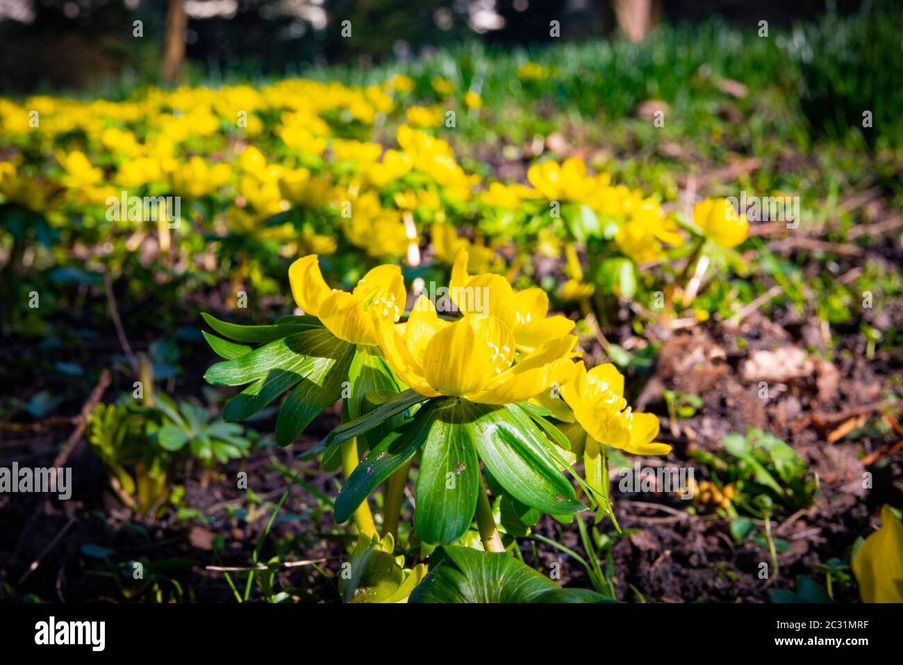 First beautiful spring flowers in the park Stock Photo - Alamy