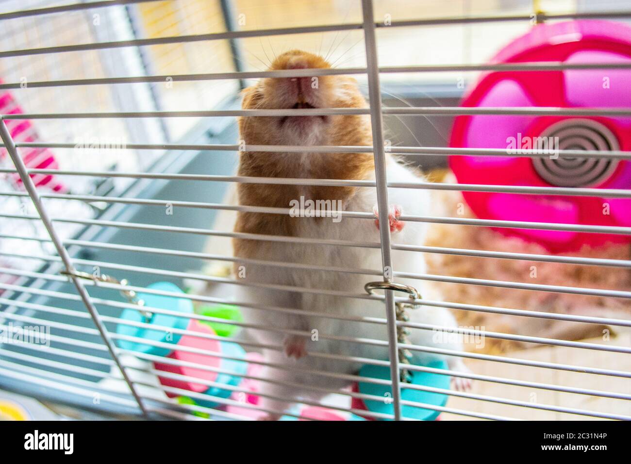 Syrian hamster clearance enclosure