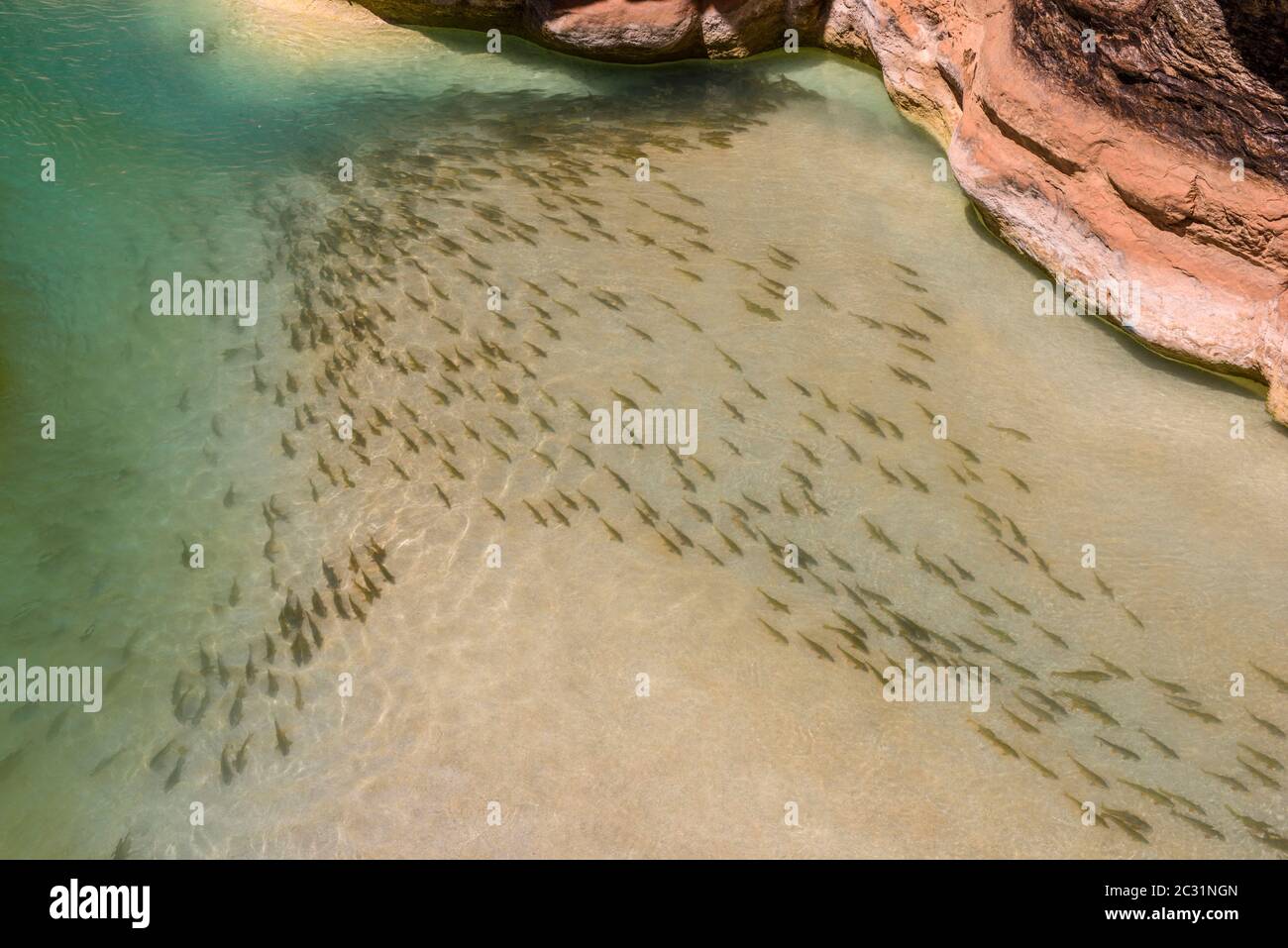 A school of suckers (Castomus spp) spawning at the mouth of Havasu Creek, Grand Canyon National Park, Arizona, USA Stock Photo