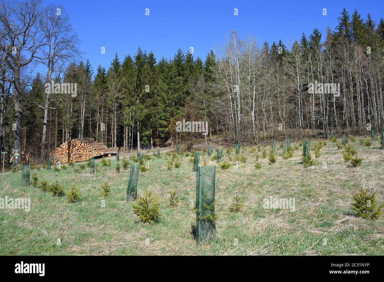 Timber reforestation hi-res stock photography and images - Alamy