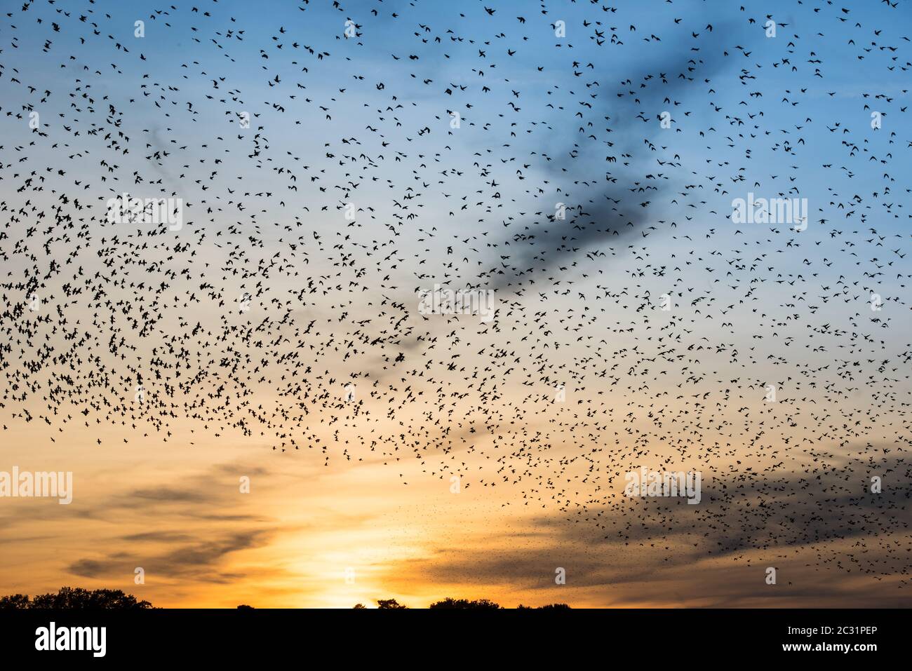 swarm of wild birds in autumn sun Stock Photo