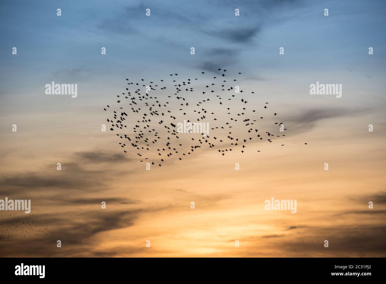 swarm of wild birds in autumn sun Stock Photo