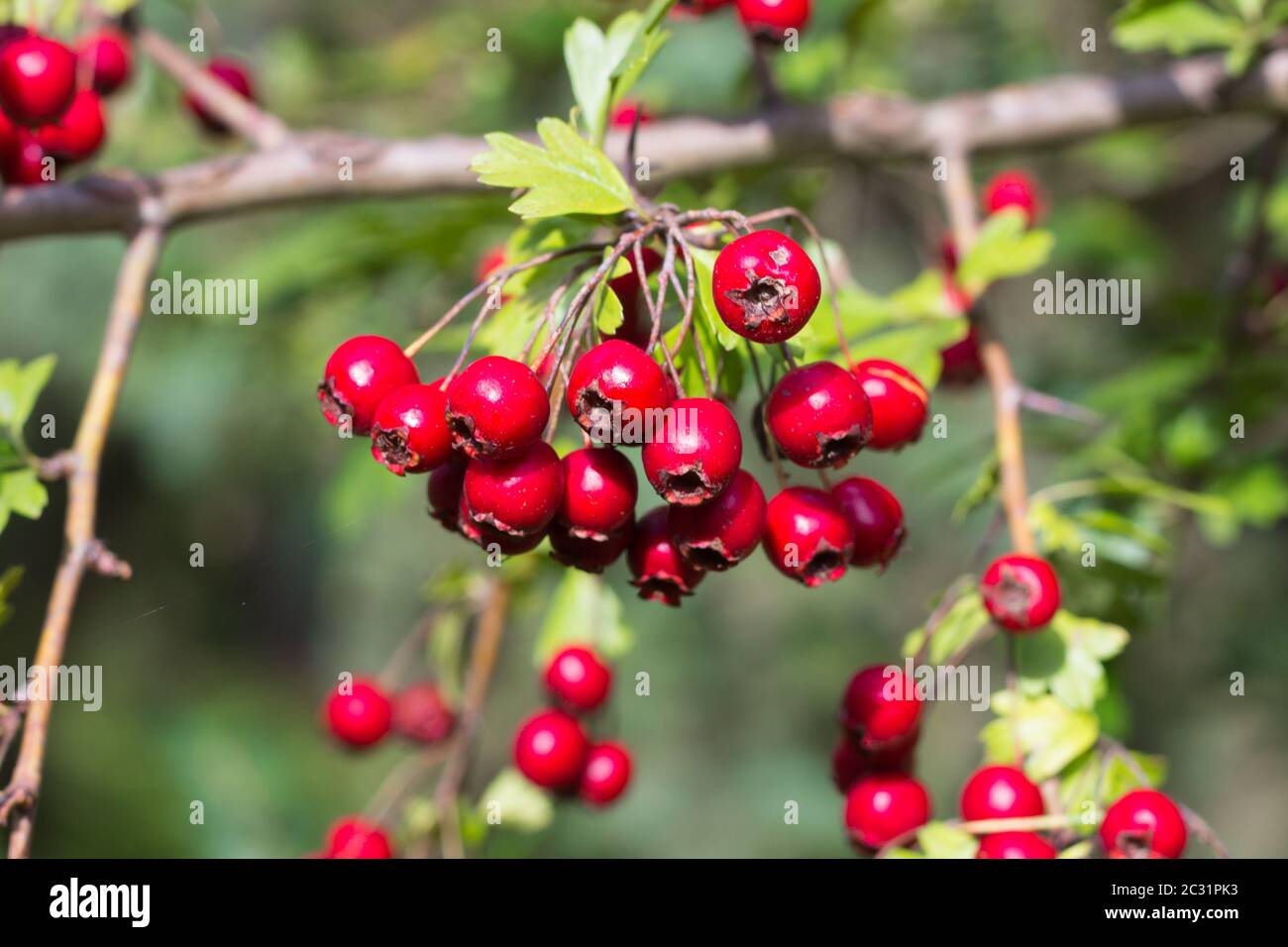 Branch Of Wild Bushes With Red And Yellow Crataegus Fruits Stock Photo 