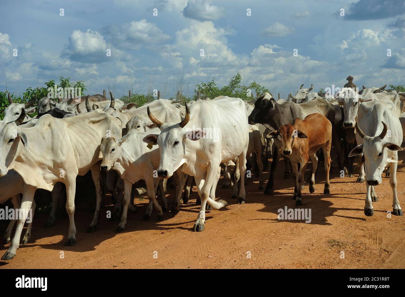 Herd of cow in pasture for cattle breeding, next to a fence, in the hinterland of Ceará state. Drought-affected region, economical crisis, poverty Stock Photo