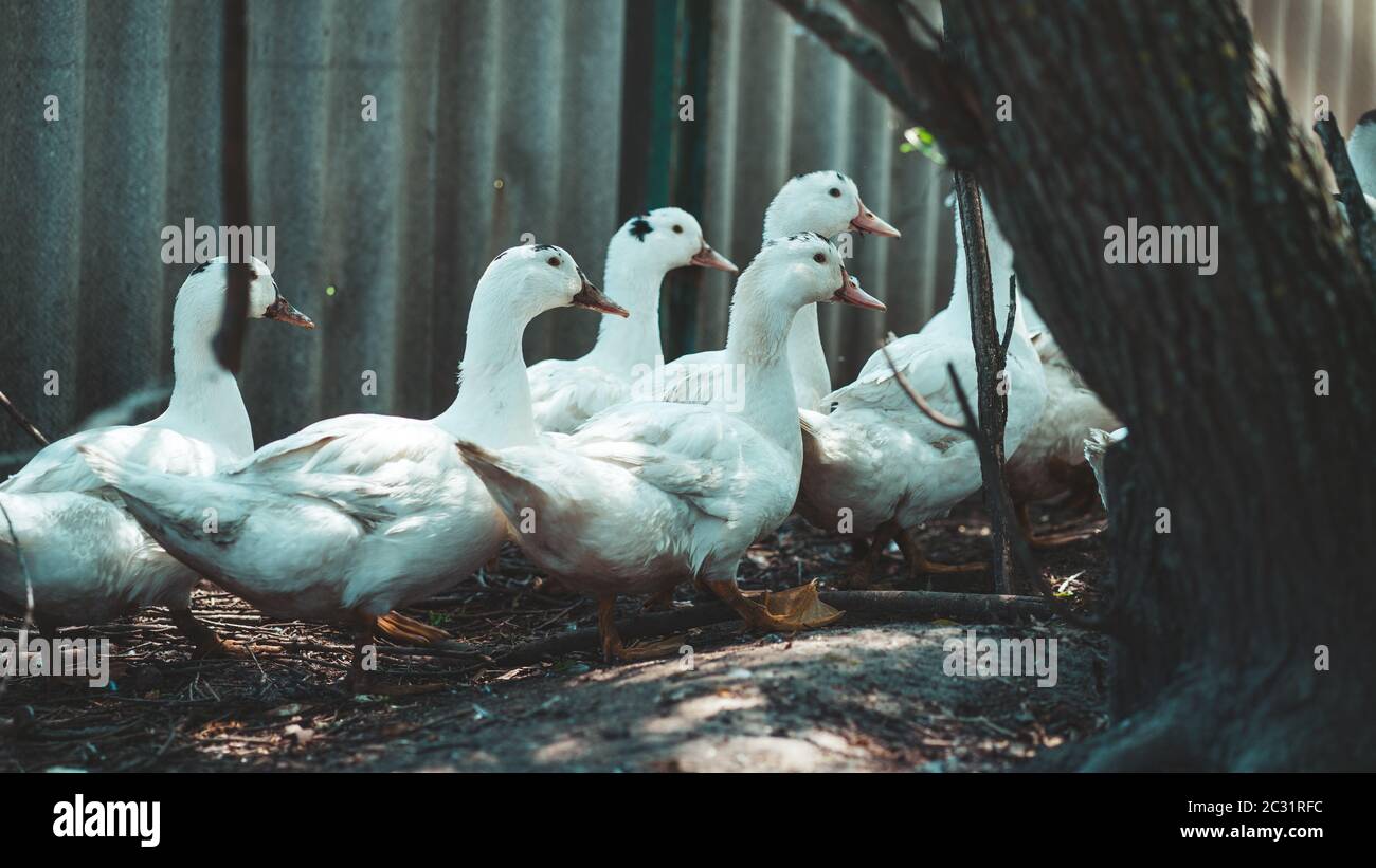 White ducks walking in paddock. Duck looking for grains while walking in paddock on farm Stock Photo
