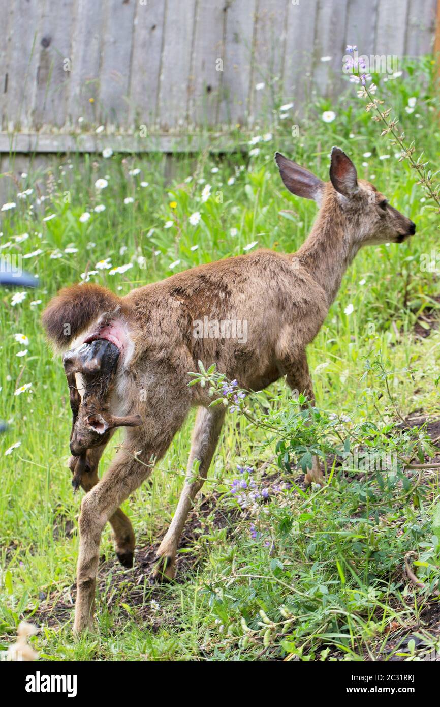A blacktail deer giving birth to a stillborn fawn that is stuck in the birth canal. Stock Photo