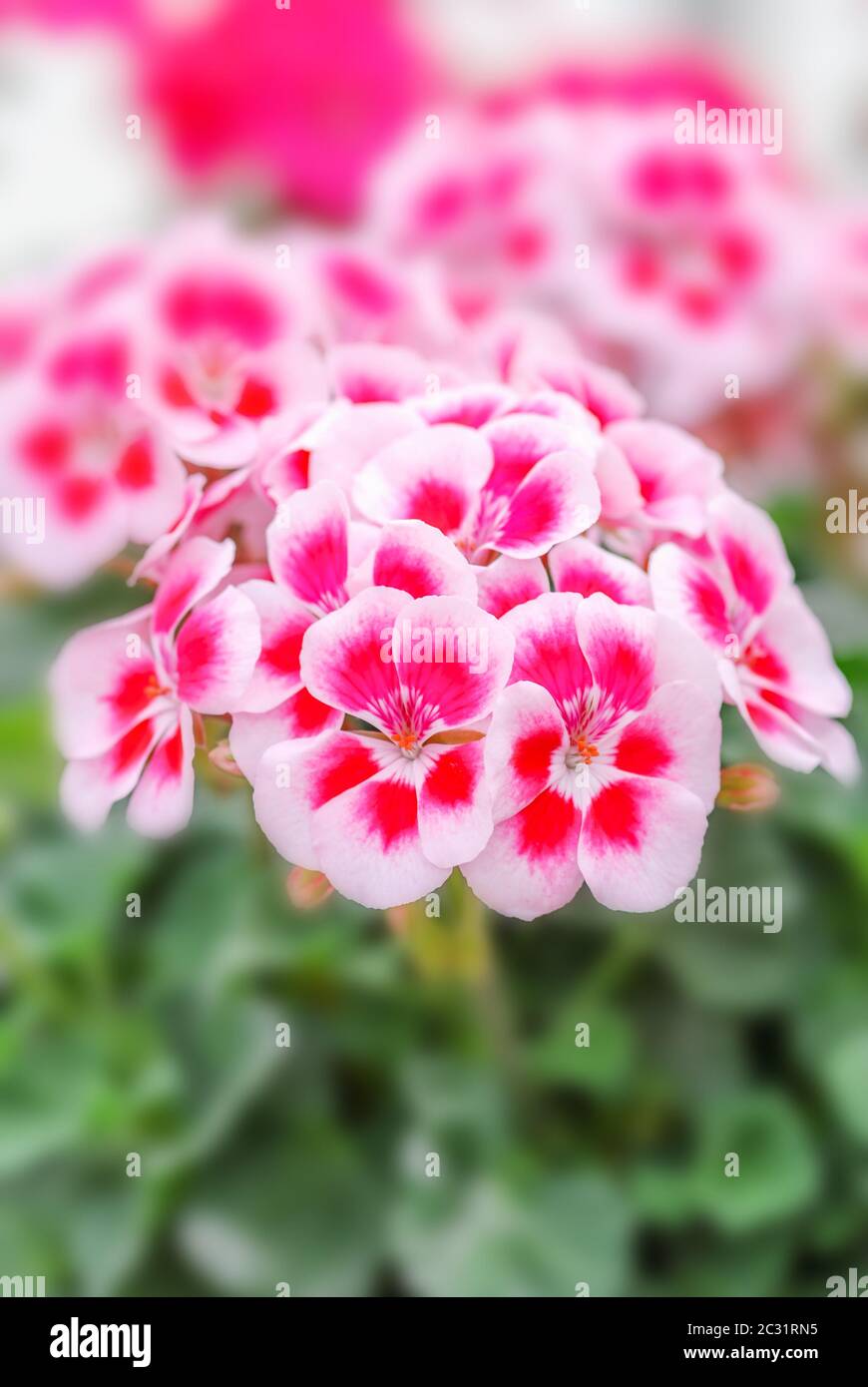 Geranium, Pelargonium plants in pot. Full bloom and ready for decorated house. Stock Photo